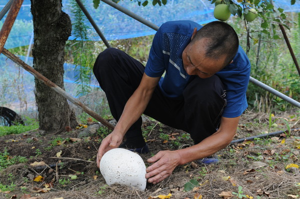 입석마을에서 사과 농장을 운영하는 주지환씨는 전년보다 늦은 8월 초순경 1개의 댕구알 버섯을 발견했다.