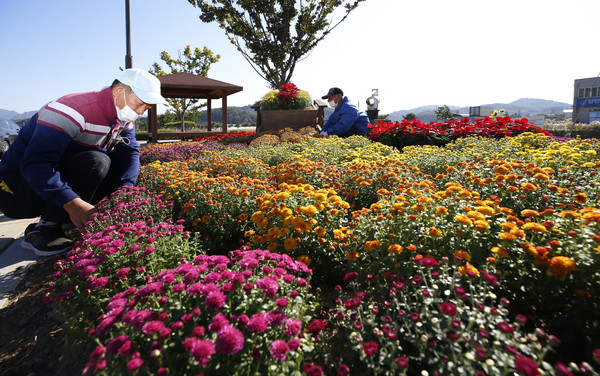임실군은 사계절 꽃피는 계절꽃 식재사업의 일환으로 임실읍 시가지 주요 도로변 꽃상자 551개와 5개소의 화단에 총 8천600만원의 사업비를 투입한다. /임실군 제공