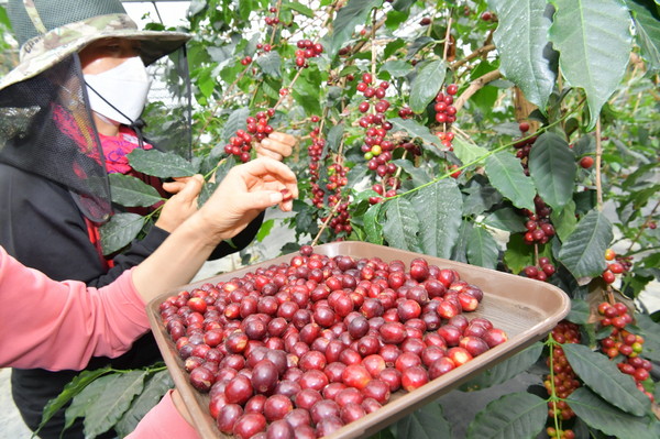 순창군이 21일 순창읍 복실리 과학영농실증포에서 순창산 커피를 올해 첫 수확했다. /순창군 제공