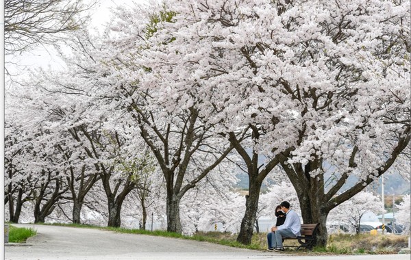 제1회 운봉고원 벚꽃축제가 오는 4월 8일부터 15일까지 ‘운봉고원 벚꽃가득 희망가득’이란 주제로 서림공원 특설무대에서 운봉발전협의회 주관하에 개최된다.