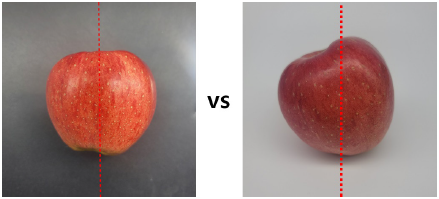 사과 ‘홍로’ 정형과(왼쪽)와 비정형과 비교